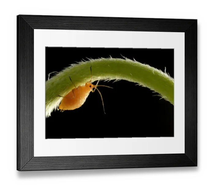 Framed Print : Aphid -Aphidoidea-, nymph on a flower stem of a Daisy -Bellis perennis-, pest, Baden-Wurttemberg, Germany Framed Print : Aphid -Aphidoidea-, nymph on a flower stem of a Daisy -Bellis perennis-, pest, Baden-Wurttemberg, Germany