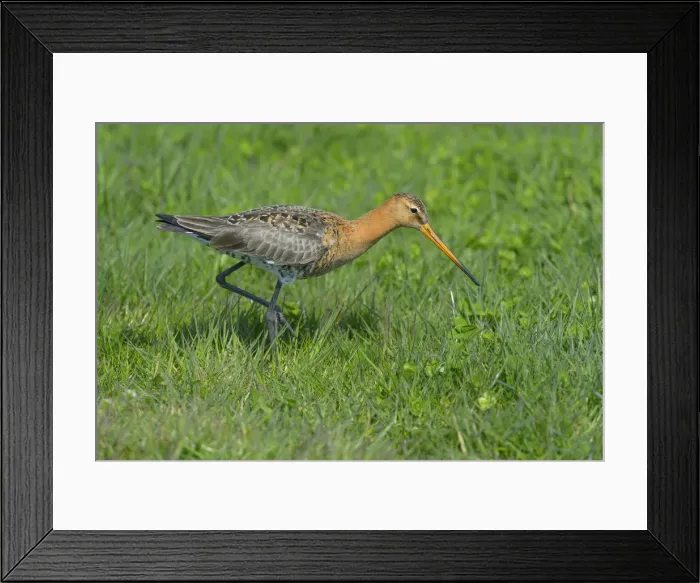 Framed Print : Black-tailed Godwit -Limosa limosa-, male in breeding plumage foraging for food, Waal en Burg nature reserve, Texel, West Frisian Islands, province of North Holland, Netherlands Framed Print : Black-tailed Godwit -Limosa limosa-, male in breeding plumage foraging for food, Waal en Burg nature reserve, Texel, West Frisian Islands, province of North Holland, Netherlands