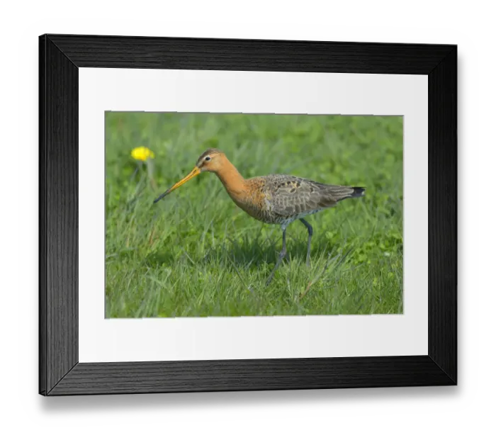 Framed Print : Black-tailed Godwit -Limosa limosa-, male in breeding plumage foraging for food, Waal en Burg nature reserve, Texel, West Frisian Islands, province of North Holland, Netherlands Framed Print : Black-tailed Godwit -Limosa limosa-, male in breeding plumage foraging for food, Waal en Burg nature reserve, Texel, West Frisian Islands, province of North Holland, Netherlands
