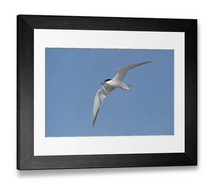 Framed Print : Common Tern -Sterna hirundo- in flight with fish in its beak, Wagejot Nature Reserve, Texel, West Frisian Islands, province of North Holland, Netherlands Framed Print : Common Tern -Sterna hirundo- in flight with fish in its beak, Wagejot Nature Reserve, Texel, West Frisian Islands, province of North Holland, Netherlands