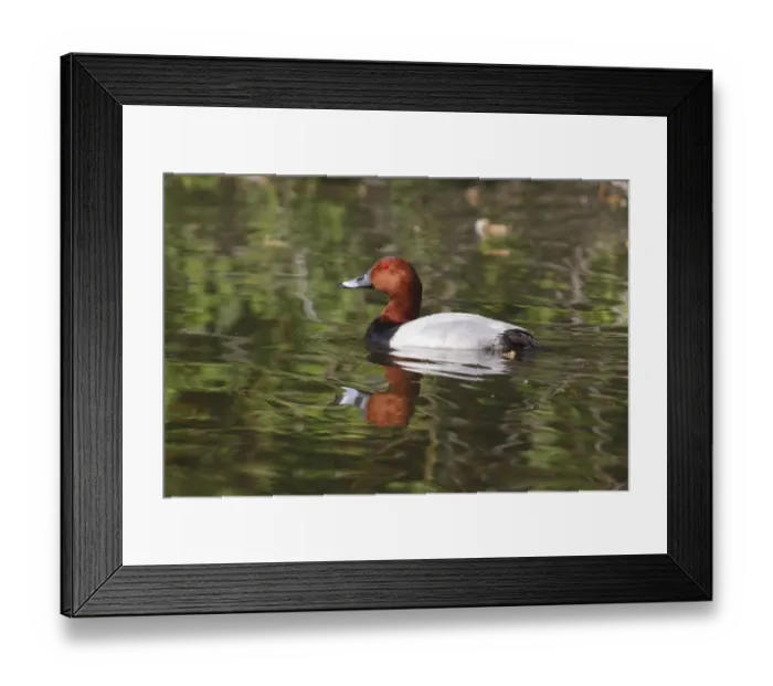 Framed Print : Common Pochard -Aythya ferina-, drake, Hungary Framed Print : Common Pochard -Aythya ferina-, drake, Hungary