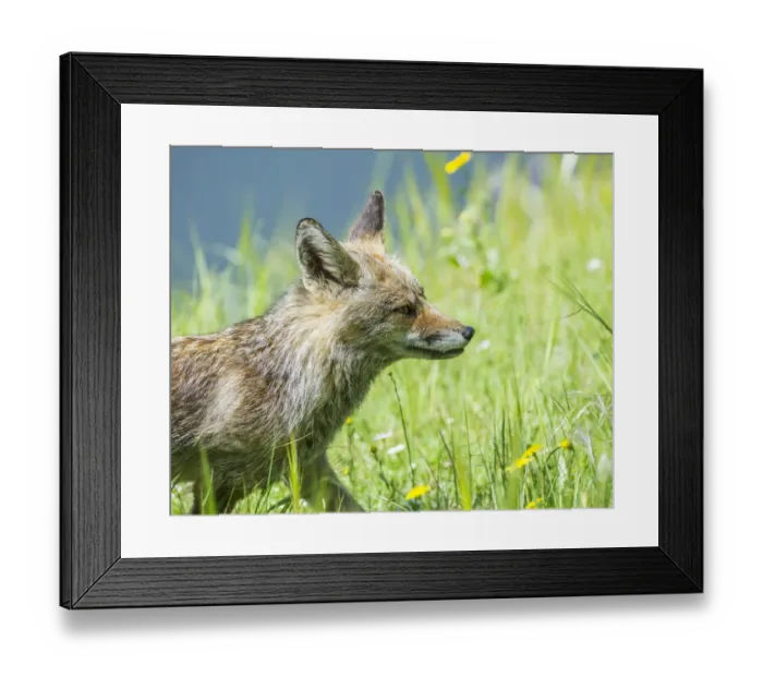 Framed Print : Fox -Vulpes vulpes-, Extremadura, Spain Framed Print : Fox -Vulpes vulpes-, Extremadura, Spain