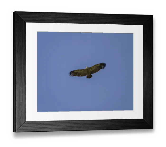 Framed Print : Cranes -Grus grus- flying in formation, Tiste Bauernmoor, Burgsittensen, Lower Saxony, Germany Framed Print : Cranes -Grus grus- flying in formation, Tiste Bauernmoor, Burgsittensen, Lower Saxony, Germany