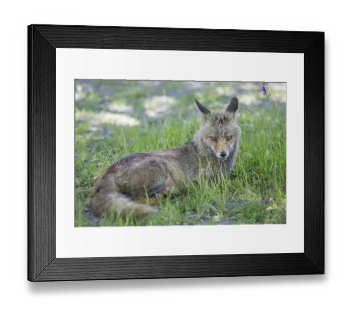 Framed Print : Fox -Vulpes vulpes-, Extremadura, Spain Framed Print : Fox -Vulpes vulpes-, Extremadura, Spain