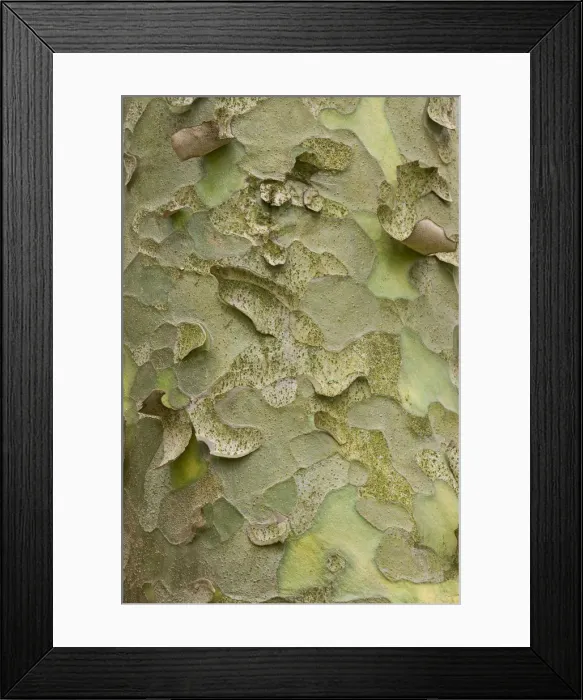 Framed Print : Lacebark Pine or White-barked Pine -Pinus bungeana-, bark, Thuringia, Germany