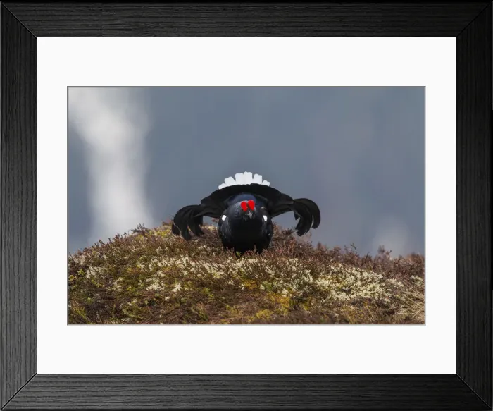 Framed Print : Black Grouse -Lyrurus tetrix-, cock displaying, Tyrol, Austria Framed Print : Black Grouse -Lyrurus tetrix-, cock displaying, Tyrol, Austria