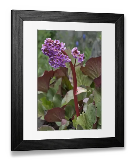 Framed Print : Heartleaf Bergenia -Bergenia cordifolia-, Untergroningen, Abtsgmuend, Baden-Wurttemberg, Germany Framed Print : Heartleaf Bergenia -Bergenia cordifolia-, Untergroningen, Abtsgmuend, Baden-Wurttemberg, Germany