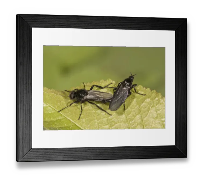 Framed Print : March Flies -Bibio marci-, copula, male left, female right, Untergroningen, Abtsgmuend, Baden-Wurttemberg, Germany Framed Print : March Flies -Bibio marci-, copula, male left, female right, Untergroningen, Abtsgmuend, Baden-Wurttemberg, Germany