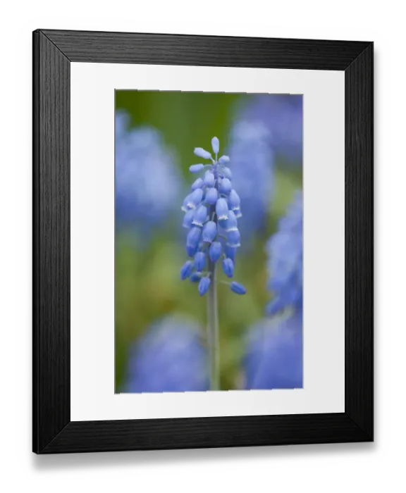 Framed Print : Small Grape Hyacinth -Muscari botryoides-, flowers, Thuringia, Germany