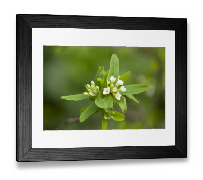 Framed Print : Daphne axilliflora, flowering, Thuringia, Germany Framed Print : Daphne axilliflora, flowering, Thuringia, Germany