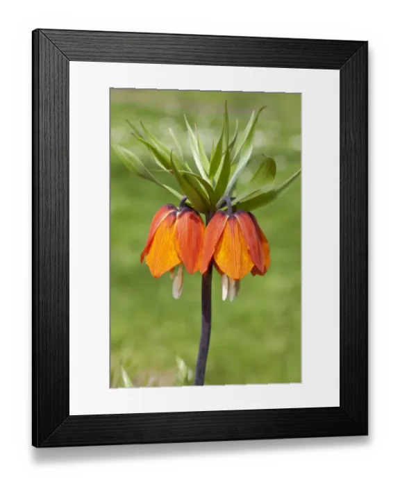 Framed Print : Crown Imperial Fritillary, Crown Imperial or Kaisers Crown -Fritillaria imperialis- Orange Brilliant