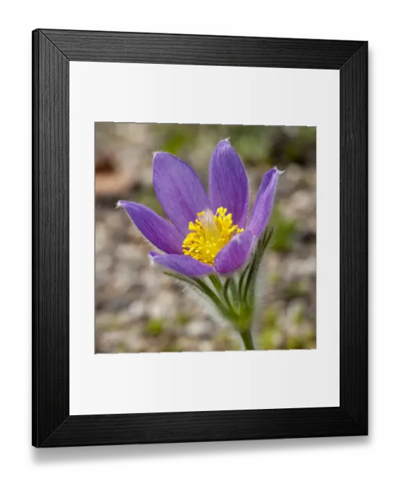 Framed Print : Pasque Flower -Pulsatilla vulgaris-