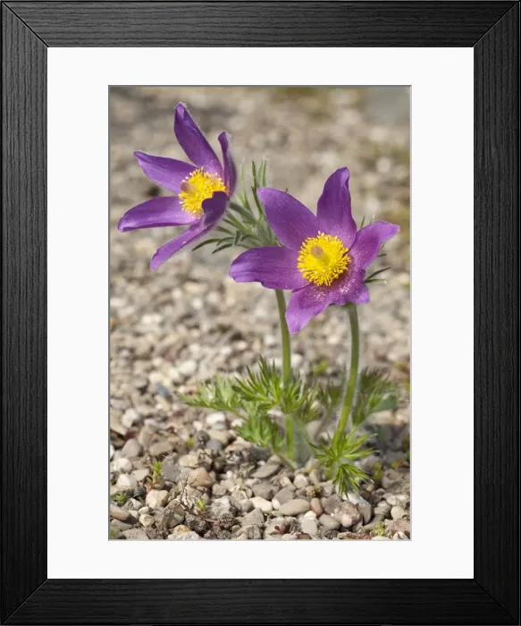Framed Print : Pasque Flowers -Pulsatilla vulgaris- Framed Print : Pasque Flowers -Pulsatilla vulgaris-