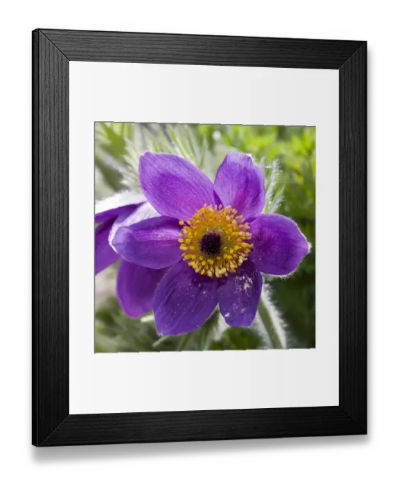 Framed Print : Pasque Flower -Pulsatilla vulgaris- Framed Print : Pasque Flower -Pulsatilla vulgaris-