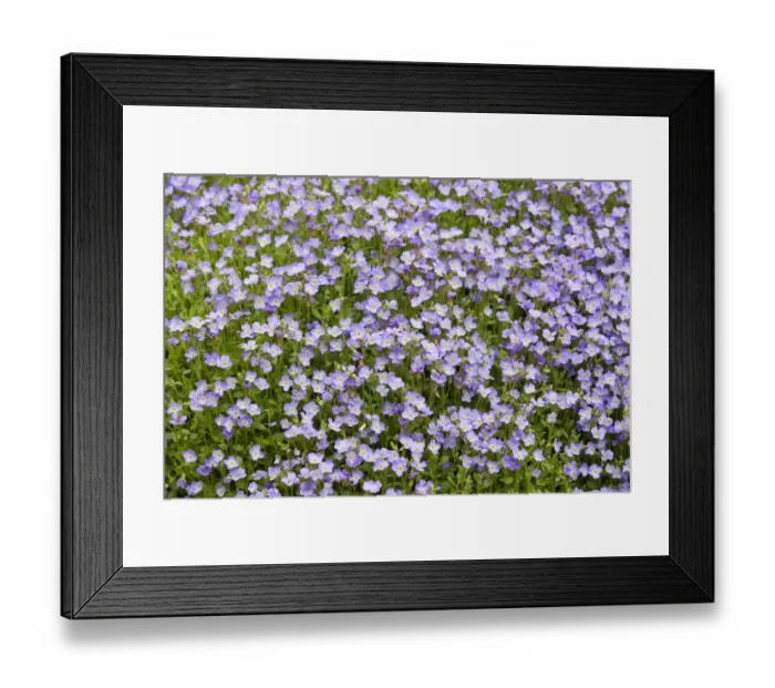 Framed Print : Aubrieta -Aubrieta gracilis-, flowering, Thuringia, Germany Framed Print : Aubrieta -Aubrieta gracilis-, flowering, Thuringia, Germany