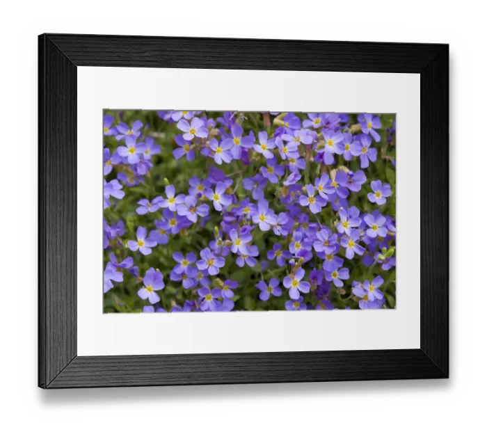 Framed Print : Aubrieta -Aubrieta gracilis-, flowering, Thuringia, Germany Framed Print : Aubrieta -Aubrieta gracilis-, flowering, Thuringia, Germany