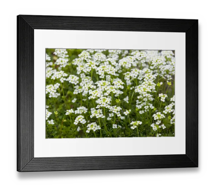 Framed Print : Alpine Hutchinsia -Hutchinsia alpina-, flowering, Thuringia, Germany Framed Print : Alpine Hutchinsia -Hutchinsia alpina-, flowering, Thuringia, Germany