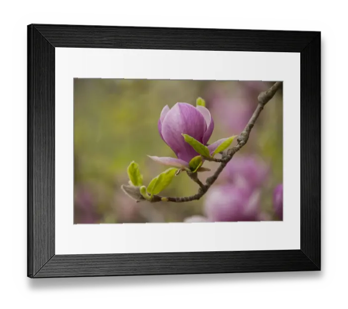 Framed Print : Saucer Magnolia -Magnolia x soulangeana-, flowering, Thuringia, Germany