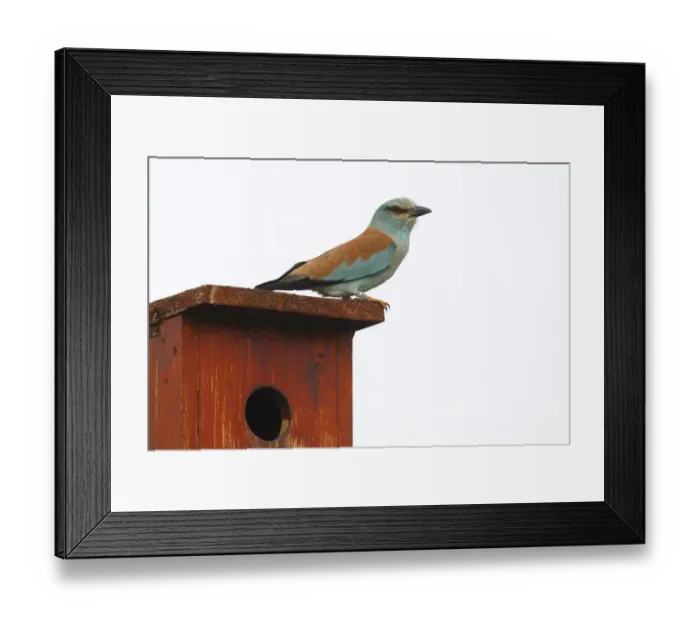 Framed Print : Eurpean Roller -Coracias garrulus- perched on a nesting box, Kiskunsag National Park, Bacs-Kiskun County, Hungary Framed Print : Eurpean Roller -Coracias garrulus- perched on a nesting box, Kiskunsag National Park, Bacs-Kiskun County, Hungary