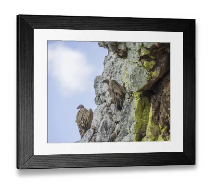 Framed Print : Bearded vultures -Gypaetus barbatus-, young birds, Extremadura, Spain Framed Print : Bearded vultures -Gypaetus barbatus-, young birds, Extremadura, Spain