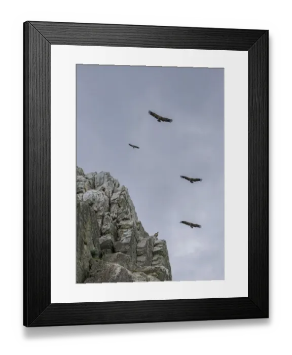 Framed Print : Bearded vultures -Gypaetus barbatus- in flight, Extremadura, Spain Framed Print : Bearded vultures -Gypaetus barbatus- in flight, Extremadura, Spain