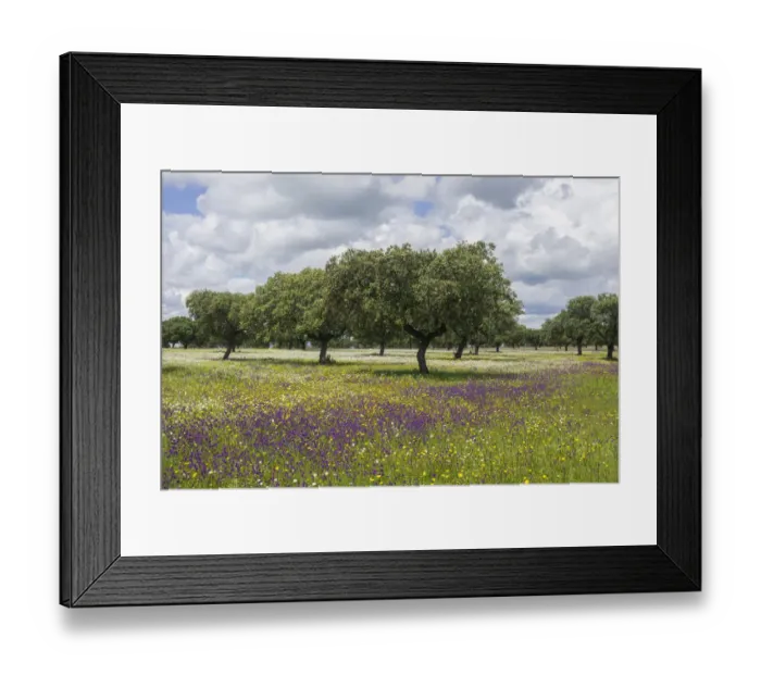 Framed Print : Evergreen oak -Quercus ilex- and flower meadow, Extremadura, Spain Framed Print : Evergreen oak -Quercus ilex- and flower meadow, Extremadura, Spain