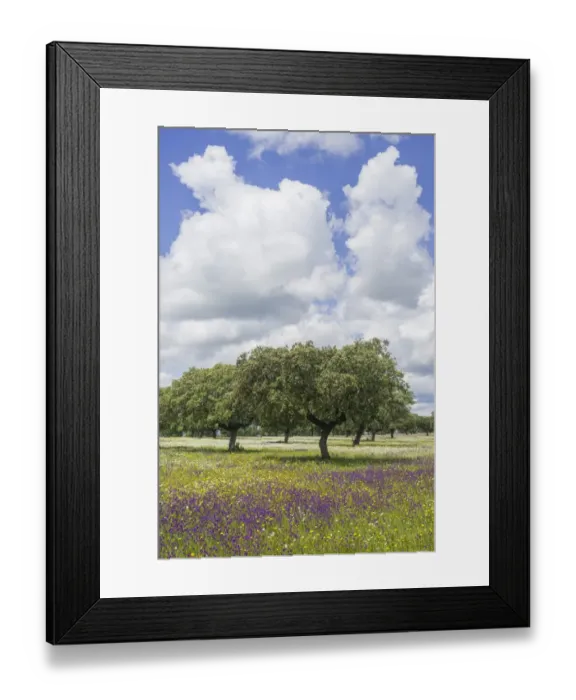 Framed Print : Evergreen oak -Quercus ilex- and flower meadow, Extremadura, Spain Framed Print : Evergreen oak -Quercus ilex- and flower meadow, Extremadura, Spain