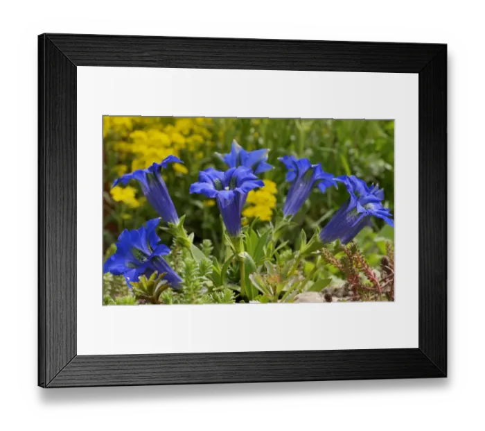 Framed Print : Gentian -Gentiana clusii- in a rock garden Framed Print : Gentian -Gentiana clusii- in a rock garden