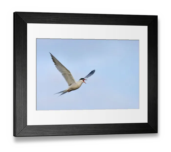 Framed Print : Common Tern -Sterna hirundo-, in flight, calling, Ouedeschild, Texel, Texel, West Frisian Islands, province of North Holland, The Netherlands Framed Print : Common Tern -Sterna hirundo-, in flight, calling, Ouedeschild, Texel, Texel, West Frisian Islands, province of North Holland, The Netherlands