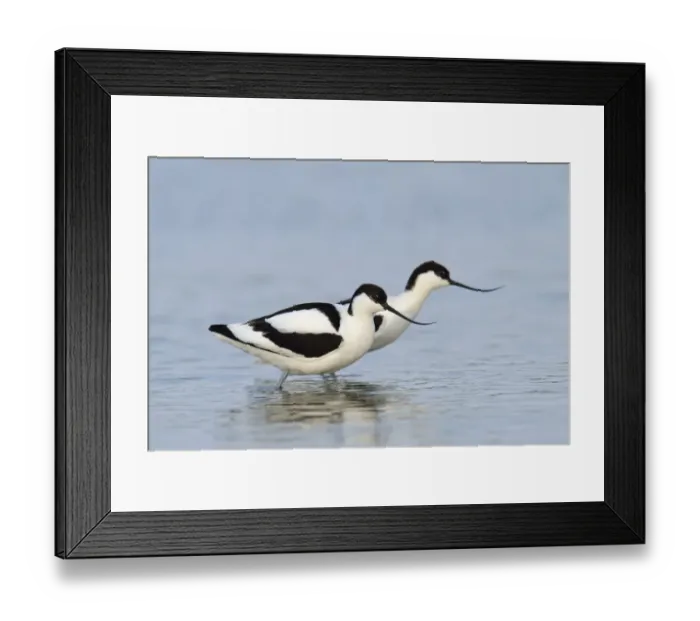 Framed Print : Two Pied Avocets -Recurvirostra avosetta-, Oosterend, Oosterend, Texel, West Frisian Islands, province of North Holland, The Netherlands Framed Print : Two Pied Avocets -Recurvirostra avosetta-, Oosterend, Oosterend, Texel, West Frisian Islands, province of North Holland, The Netherlands