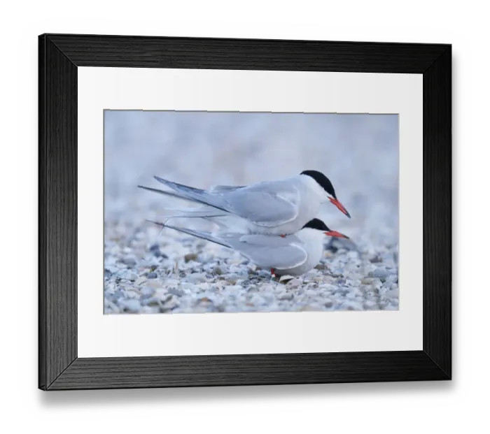 Framed Print : Common Terns -Sterna hirundo-, mating, Ouedeschild, Texel, Texel, West Frisian Islands, province of North Holland, The Netherlands