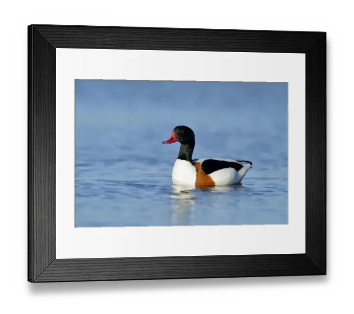 Framed Print : Common Shelduck -Tadorna tadorna-, swimming, Oosterend, Texel, West Frisian Islands, province of North Holland, The Netherlands Framed Print : Common Shelduck -Tadorna tadorna-, swimming, Oosterend, Texel, West Frisian Islands, province of North Holland, The Netherlands