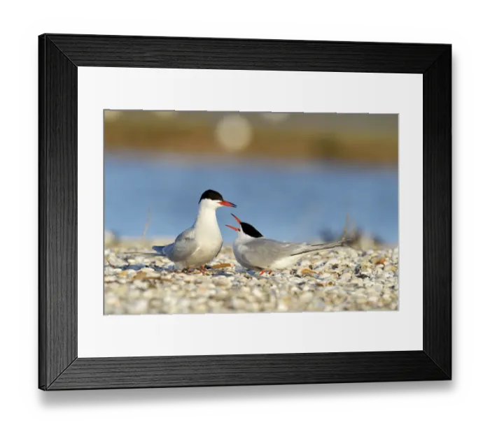 Framed Print : Common Terns -Sterna hirundo-, displaying, in preparation for mating, Ouedeschild, Texel, Texel, West Frisian Islands, province of North Holland, The Netherlands