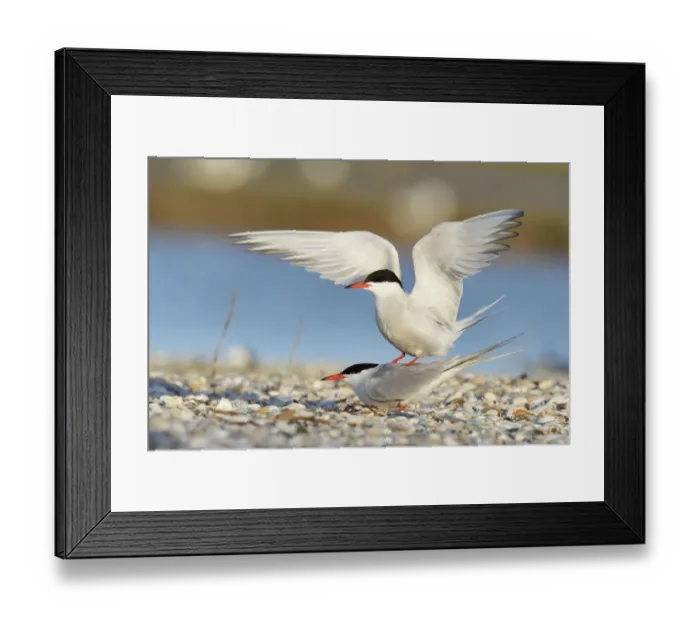 Framed Print : Common Terns -Sterna hirundo-, mating, Ouedeschild, Texel, Texel, West Frisian Islands, province of North Holland, The Netherlands