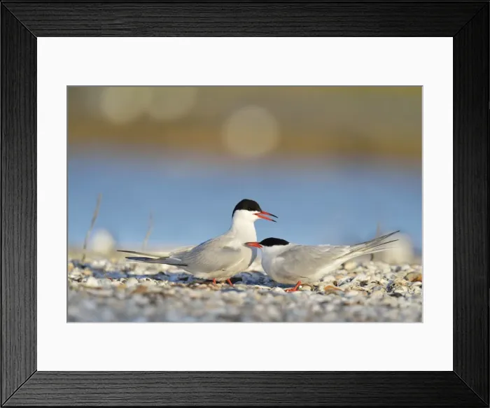 Framed Print : Common Terns -Sterna hirundo-, displaying, in preparation for mating, Ouedeschild, Texel, Texel, West Frisian Islands, province of North Holland, The Netherlands