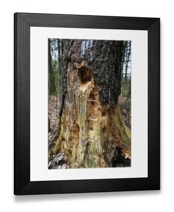 Framed Print : Woodpecker holes in a Spruce -Picea abies-, Hiltpoltstein, Upper Franconia, Bavaria, Germany Framed Print : Woodpecker holes in a Spruce -Picea abies-, Hiltpoltstein, Upper Franconia, Bavaria, Germany