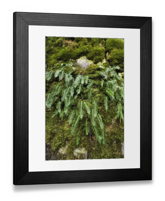 Framed Print : Hard Shield Fern -Polystichum aculeatum- on a moss-covered rock, Hiltpoltstein, Upper Franconia, Bavaria, Germany Framed Print : Hard Shield Fern -Polystichum aculeatum- on a moss-covered rock, Hiltpoltstein, Upper Franconia, Bavaria, Germany
