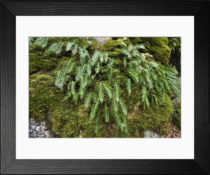 Framed Print : Hard Shield Fern -Polystichum aculeatum- on a moss-covered rock, Hiltpoltstein, Upper Franconia, Bavaria, Germany Framed Print : Hard Shield Fern -Polystichum aculeatum- on a moss-covered rock, Hiltpoltstein, Upper Franconia, Bavaria, Germany