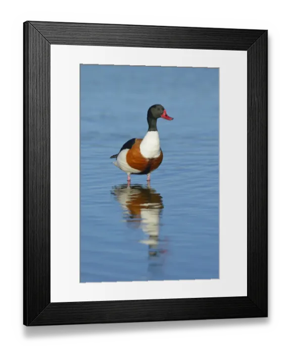 Framed Print : Shelduck -Tadorna Tadorna-, alert male, drake, Wagejot nature reserve, Texel, West Frisian Islands, Province of North Holland, Netherlands Framed Print : Shelduck -Tadorna Tadorna-, alert male, drake, Wagejot nature reserve, Texel, West Frisian Islands, Province of North Holland, Netherlands