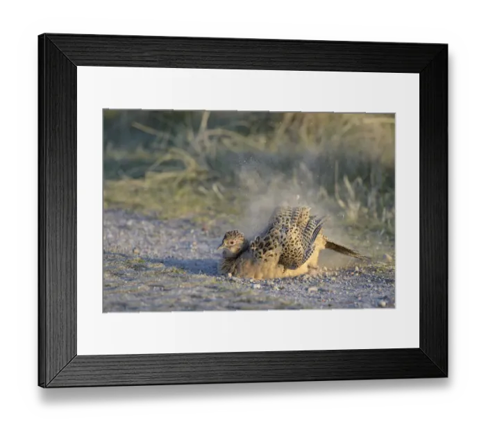Framed Print : Common Pheasant -Phasianus colchicus-, hen taking a dust-bath by the wayside, Dunes of Texel National Park, Texel, West Frisian Islands, Province of North Holland, Netherlands