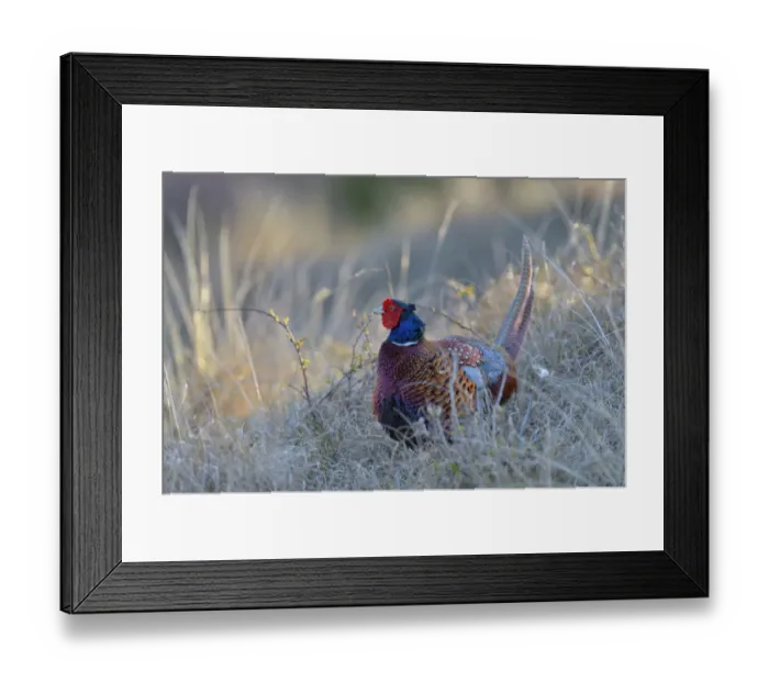 Framed Print : Common Pheasant -Phasianus colchicus-, cock displaying in marram grass, Dunes of Texel National Park, Texel, West Frisian Islands, Province of North Holland, Netherlands Framed Print : Common Pheasant -Phasianus colchicus-, cock displaying in marram grass, Dunes of Texel National Park, Texel, West Frisian Islands, Province of North Holland, Netherlands