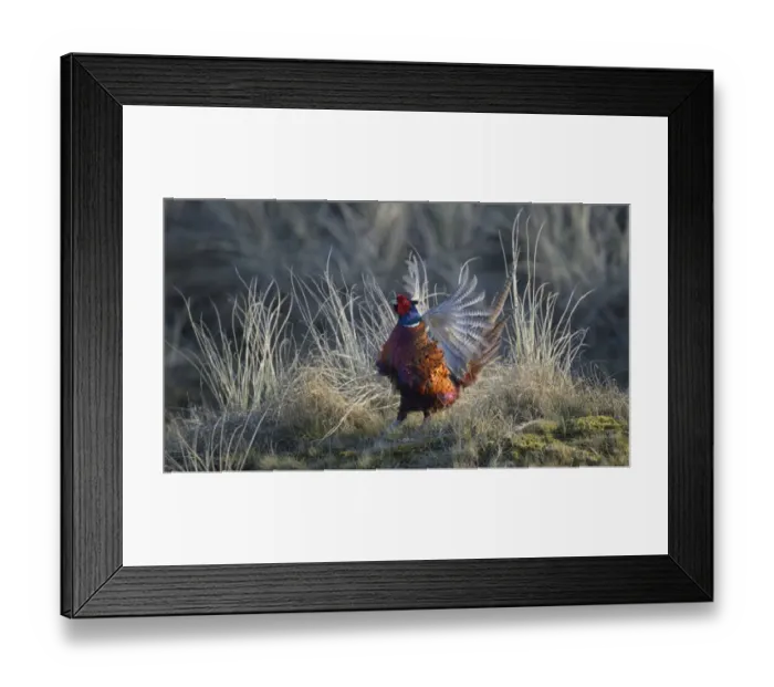 Framed Print : Common Pheasant -Phasianus colchicus-, cock displaying in marram grass, Dunes of Texel National Park, Texel, West Frisian Islands, Province of North Holland, Netherlands Framed Print : Common Pheasant -Phasianus colchicus-, cock displaying in marram grass, Dunes of Texel National Park, Texel, West Frisian Islands, Province of North Holland, Netherlands