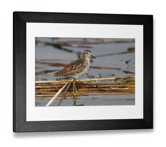 Framed Print : Wood Sandpiper -Tringa glareola- standing on reeds in shallow water, Burgenland, Austria Framed Print : Wood Sandpiper -Tringa glareola- standing on reeds in shallow water, Burgenland, Austria
