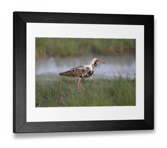 Framed Print : Ruff -Philo pugnax-, male in breeding plumage standing on a meadow at the water, Burgenland, Austria