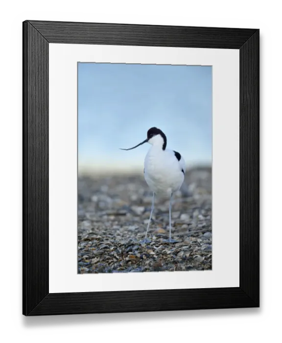 Framed Print : Pied Avocet -Recurvirostra avosetta-, Oosterend, Oosterend, Texel, West Frisian Islands, province of North Holland, Netherlands Framed Print : Pied Avocet -Recurvirostra avosetta-, Oosterend, Oosterend, Texel, West Frisian Islands, province of North Holland, Netherlands