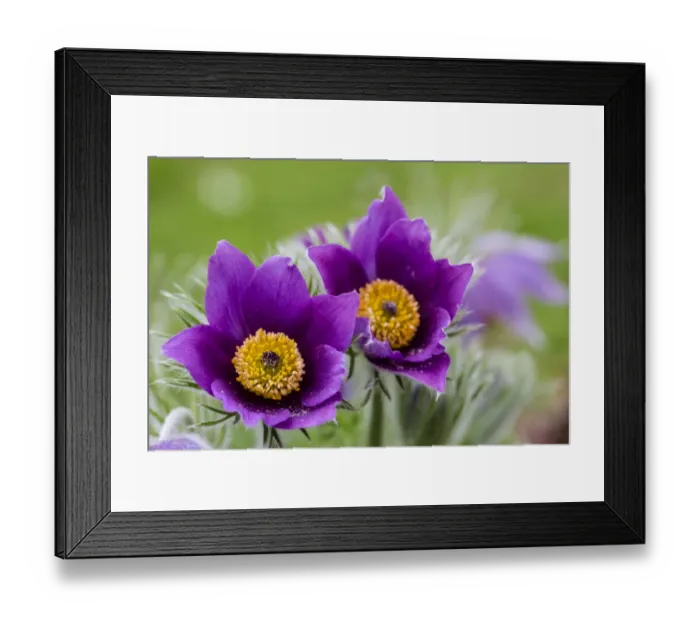 Framed Print : Common Pasque Flower -Pulsatilla vulgaris-, Hesse, Germany Framed Print : Common Pasque Flower -Pulsatilla vulgaris-, Hesse, Germany
