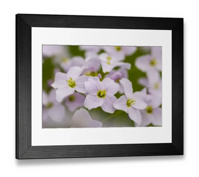 Framed Print : Cuckoo Flower -Cardamine pratensis-, Hesse, Germany Framed Print : Cuckoo Flower -Cardamine pratensis-, Hesse, Germany
