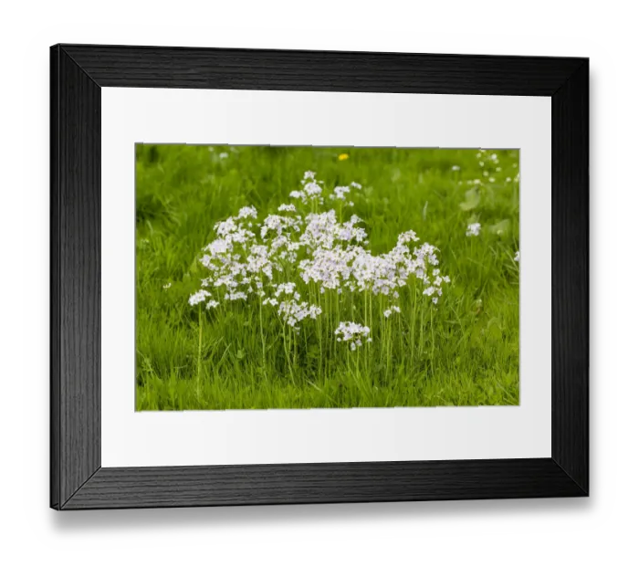 Framed Print : Cuckoo Flower -Cardamine pratensis-, Hesse, Germany Framed Print : Cuckoo Flower -Cardamine pratensis-, Hesse, Germany