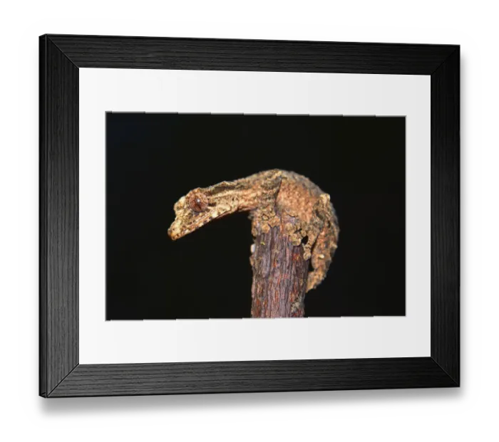 Framed Print : Leaf-tailed Gecko -Uroplatus alluaudi-, Nord-Madagaskar, Madagascar Framed Print : Leaf-tailed Gecko -Uroplatus alluaudi-, Nord-Madagaskar, Madagascar