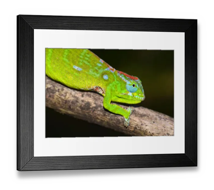 Framed Print : Petters Chameleon -Furcifer petteri-, coloured to indicate pregnancy, Amber Mountain National Park, Nord-Madagaskar, Madagascar Framed Print : Petters Chameleon -Furcifer petteri-, coloured to indicate pregnancy, Amber Mountain National Park, Nord-Madagaskar, Madagascar
